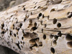 Termites avant démolition
